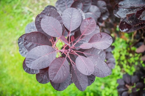 foliage  color  colorful