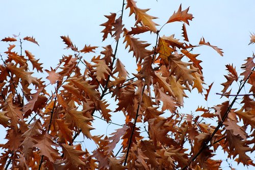 foliage  oak  in the fall