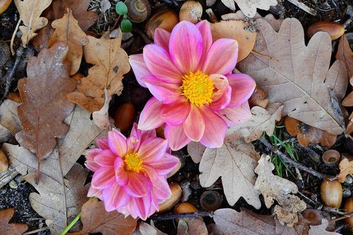 foliage  flowers  litter