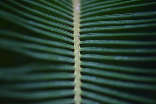 foliage  green  plant