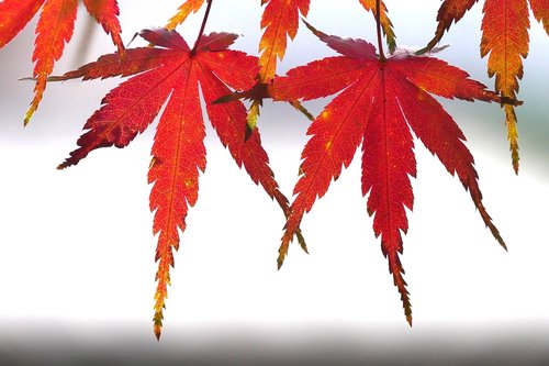 foliage  autumn color  kyoto