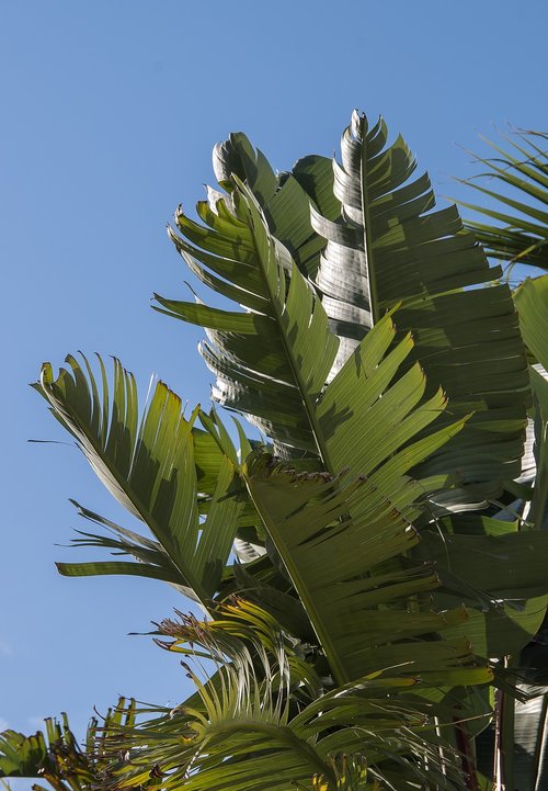 foliage  leaves  green