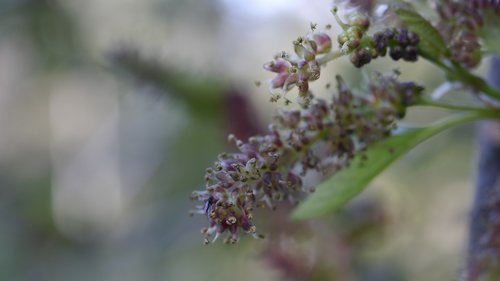 foliage  garden  plant