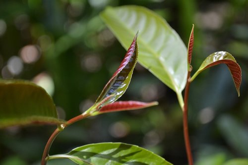 foliage  red  autumn