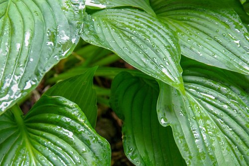 foliage  plant  rain