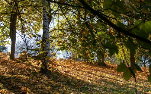 foliage  autumn  tree