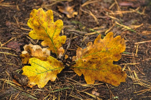 foliage  oak  litter