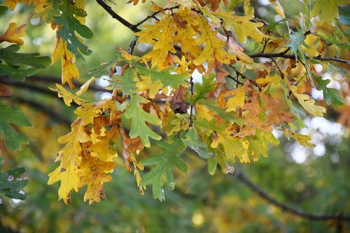 foliage  autumn  nature