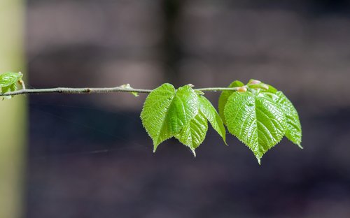 foliage  green  leaf