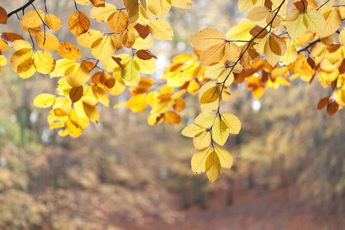 foliage  autumn  forest