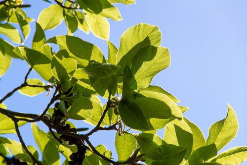 foliage  sky  green