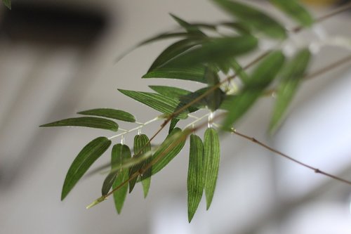 foliage  nature  leaves