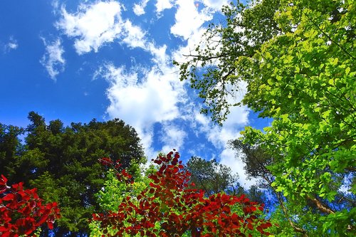 foliage  forest  tree