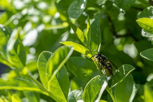 foliage  bee  insect