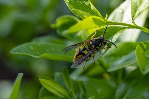 foliage  bee  insect