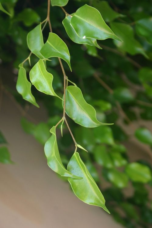 foliage nature greece