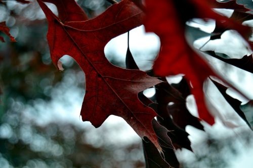 foliage tree red