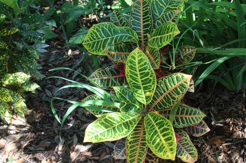 foliage plant nature