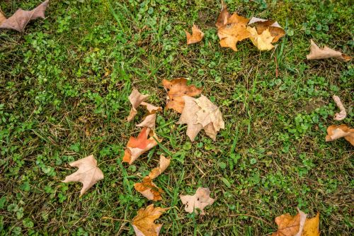 foliage fall autumn