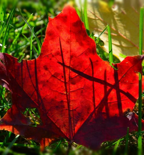 foliage autumn red