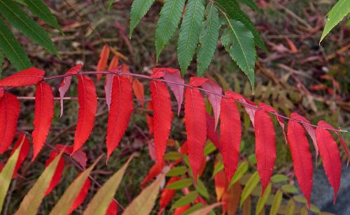 foliage colorful leaves autumn colors