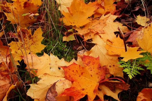 foliage autumn colors