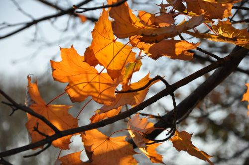 foliage autumn yellow