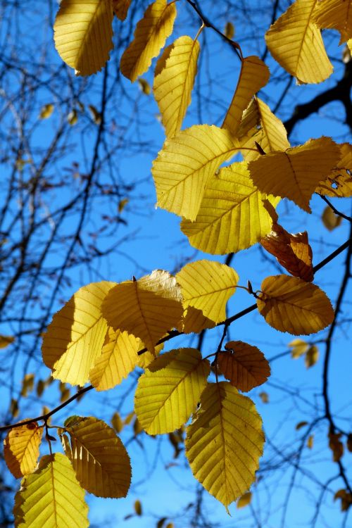 foliage leaves fall