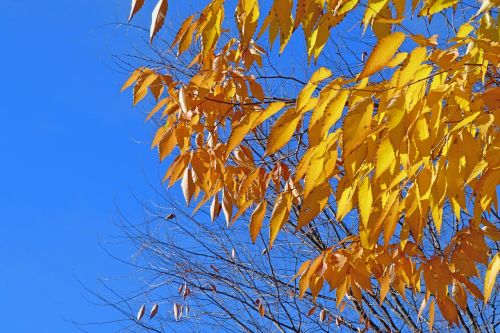 foliage leaves nature