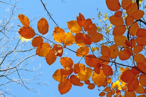 foliage nature fall