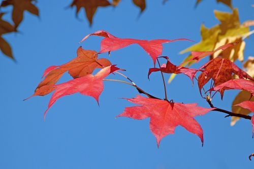 foliage nature fall