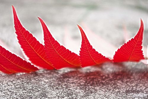 foliage red autumn