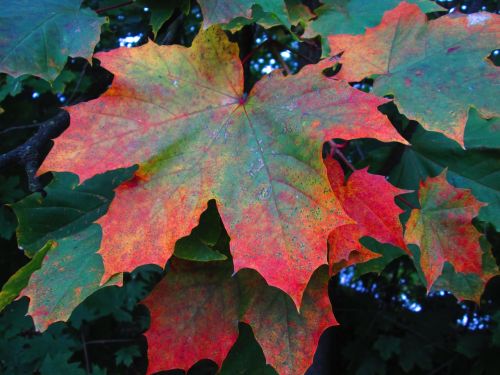 foliage autumn macro