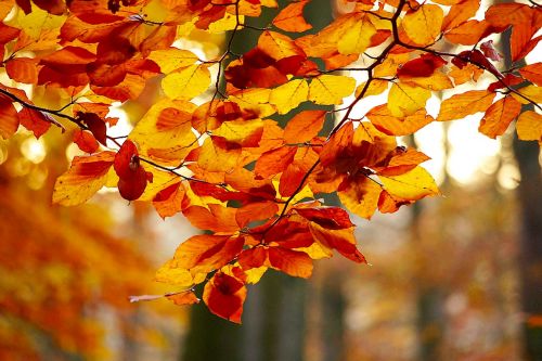 foliage color autumn