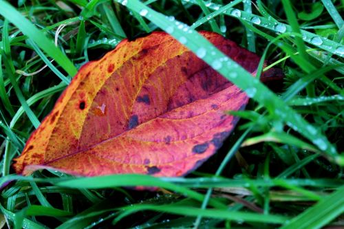 foliage drop blade of grass