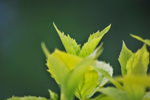 foliage green plant