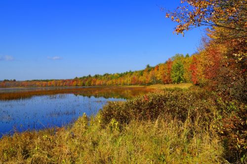 foliage lake leaves