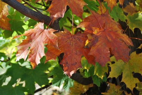 foliage red autumn