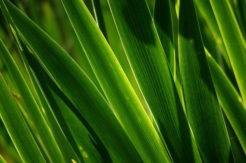 foliage color nature