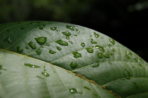 foliage rain green leaf