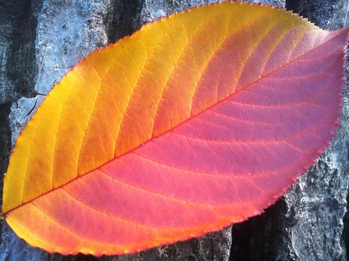 foliage autumn red