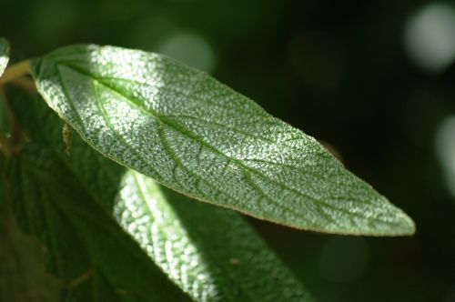 foliage green light and shadow