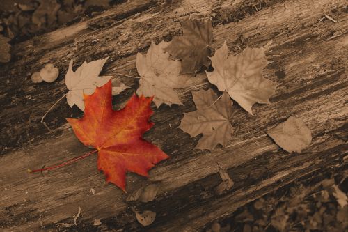 foliage nature autumn