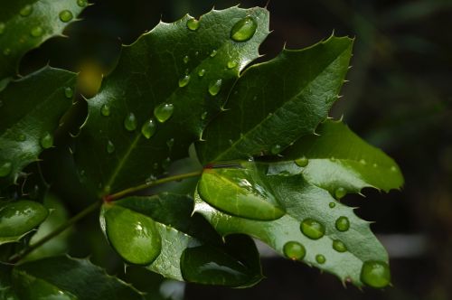foliage green raindrop