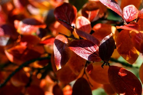 foliage autumn red