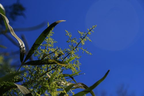 Foliage And Flowers Of Karee