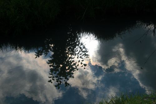 Foliage And Sun Reflected In Water