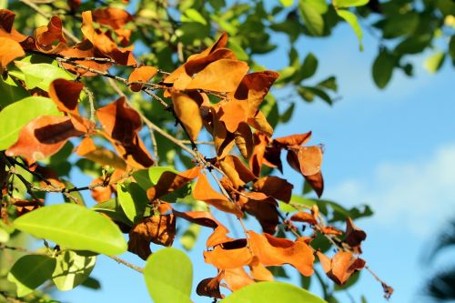 foliage dries dry leaves leaves