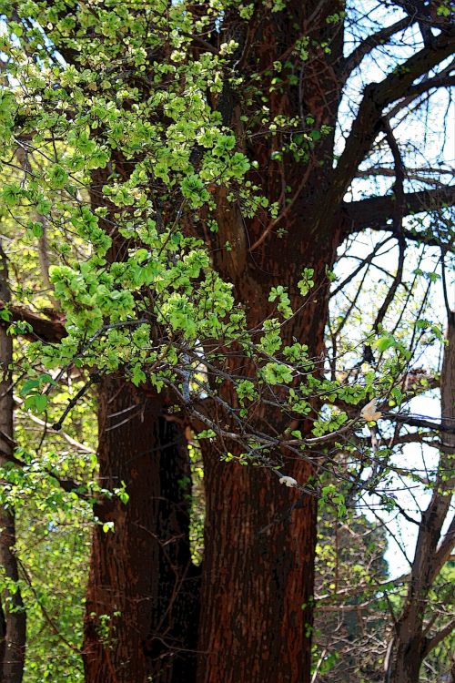 Foliage In Spring