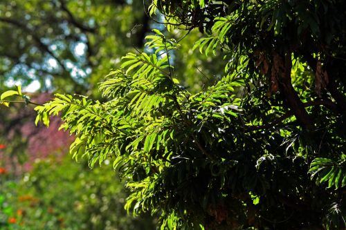 Foliage In Sunlight